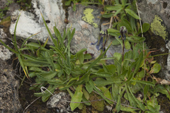 Campanula tridentata biebersteiniana