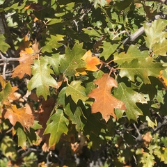 Quercus × ganderi