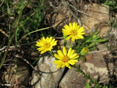 Heterotheca camporum glandulissima