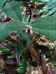 Ardisia mamillata