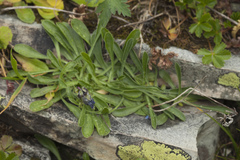 Campanula tridentata biebersteiniana