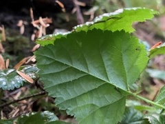 Rubus nivalis