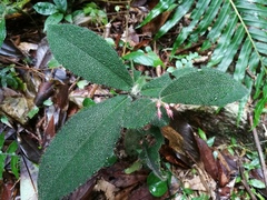 Ardisia mamillata