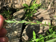 Heterotheca camporum glandulissima