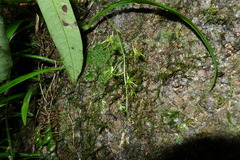 Liparis bootanensis