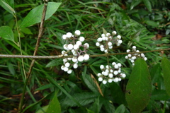 Callicarpa longipes