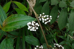 Callicarpa longipes