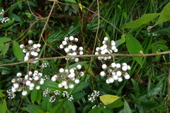 Callicarpa longipes