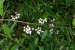 Callicarpa longipes