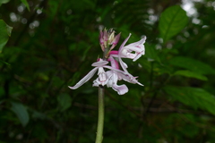 Calanthe lechangensis