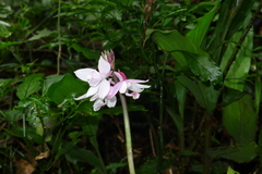 Calanthe lechangensis