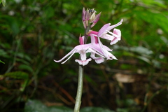 Calanthe lechangensis