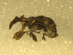 Stephanorhynchus curvipes
