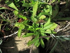 Heterotheca camporum glandulissima