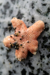 Henricia leviuscula