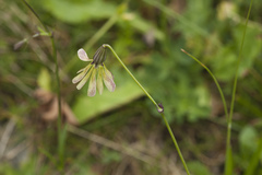 Silene saxatilis