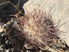 Sclerocactus polyancistrus