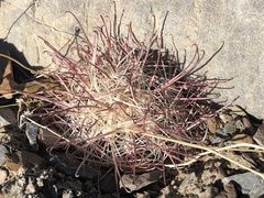Sclerocactus polyancistrus