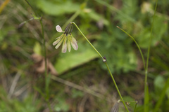 Silene saxatilis