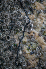 Emplectonema gracile