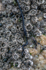 Emplectonema gracile