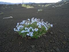 Eritrichium sericeum