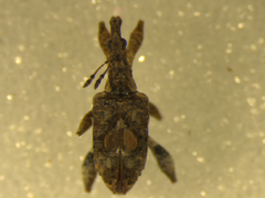 Stephanorhynchus curvipes