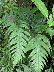 Tectaria griffithii