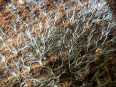 Etheirodon fimbriatum