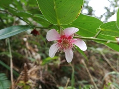 Rubus jambosoides