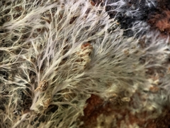 Etheirodon fimbriatum
