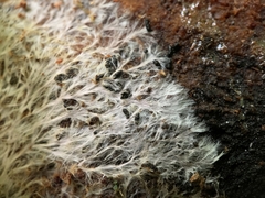 Etheirodon fimbriatum