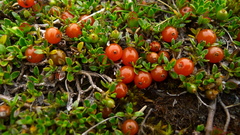 Coprosma perpusilla