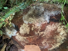 Etheirodon fimbriatum