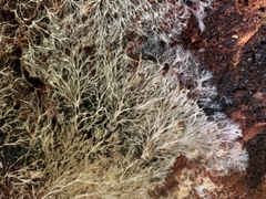 Etheirodon fimbriatum