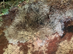 Etheirodon fimbriatum