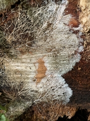 Etheirodon fimbriatum