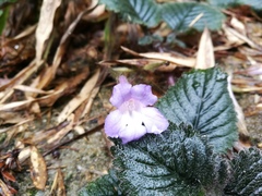 Didymostigma obtusum