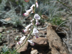 Wiborgia tenuifolia