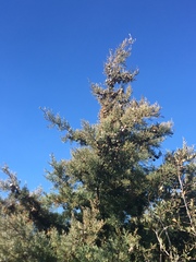 Cupressus stephensonii