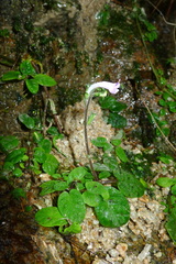Staurogyne chapaensis