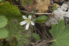 Cerastium polymorphum
