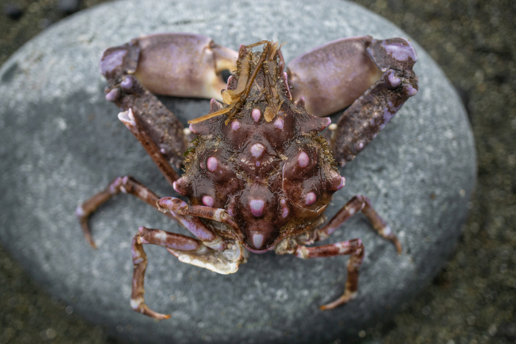 Cots Preditors Kelp Crabs (CoTS Predators) · iNaturalist