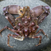 臥蜘蛛蟹科 - Photo 由 Jackson W.F. Chu 所上傳的 (c) Jackson W.F. Chu，保留部份權利CC BY-NC-SA
