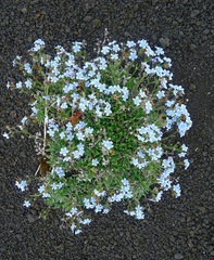 Eritrichium sericeum