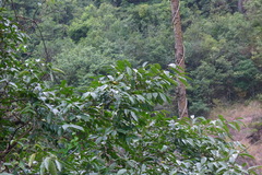 Diospyros morrisiana