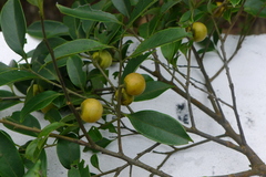Diospyros morrisiana