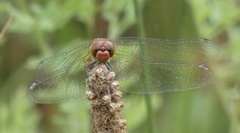 Sympetrum sanguineum