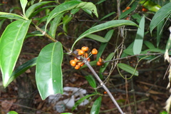 Gynochthodes umbellata