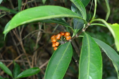 Gynochthodes umbellata